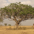 3 - Maasai Giraffe