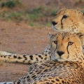 6- Cheetah