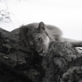 2 - Lion sleeping in a tree