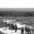 5 - Plains Zebra