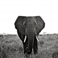 1 - African Bush Elephant