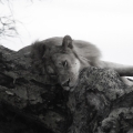 2 - Lion sleeping in a tree